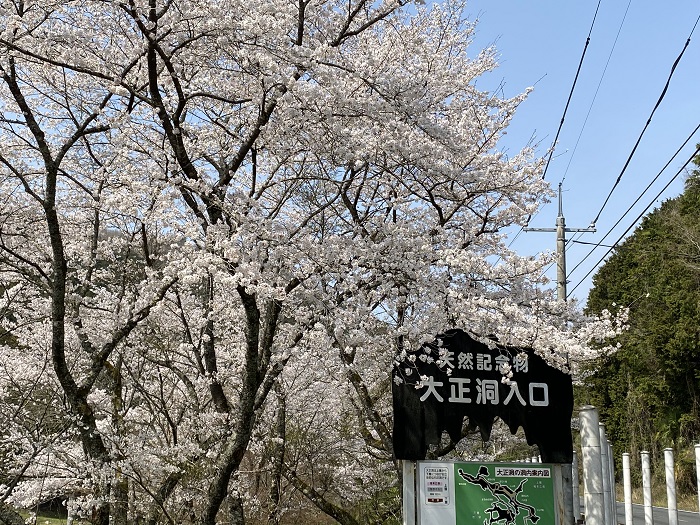 大正洞入り口と満開の桜