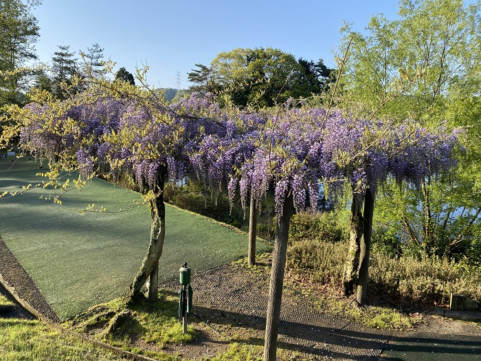 コースに咲く藤の花