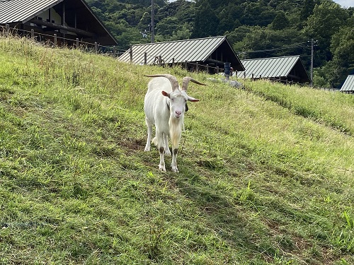 ふるるファームのやぎ