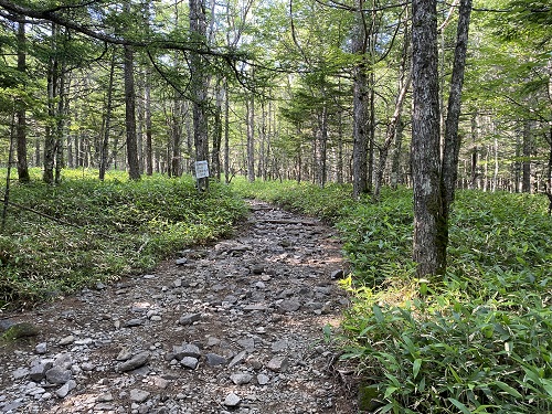 蓼科山の出だしの道