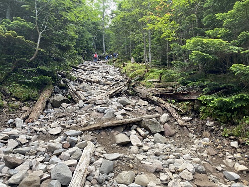 大きな木の枝が転がる蓼科山の急登のザレ道