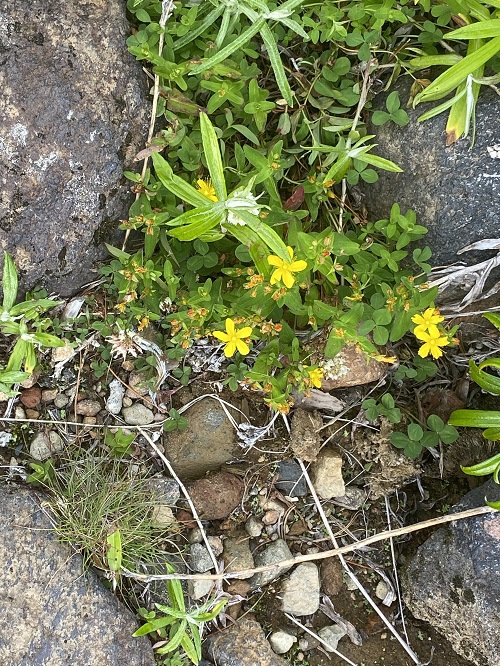 御嶽山でみかけた黄色の花