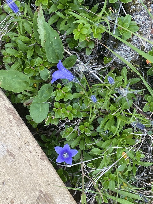 御嶽山で見かけた青紫の花