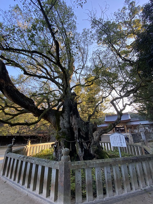 平手命御手植の楠