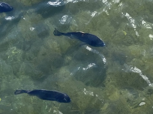 高松城のお濠を泳ぐ魚