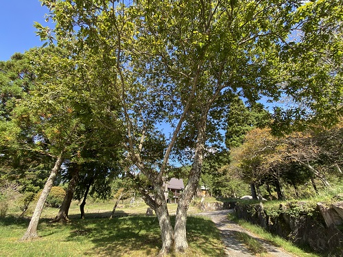 大木などカッセルの周りの風景