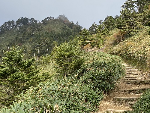 石鎚山の笹の横を上がる階段道