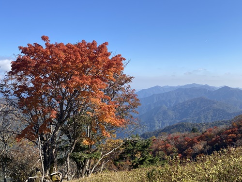 西島駅から刀掛けの松に向かう途中の紅葉の風景