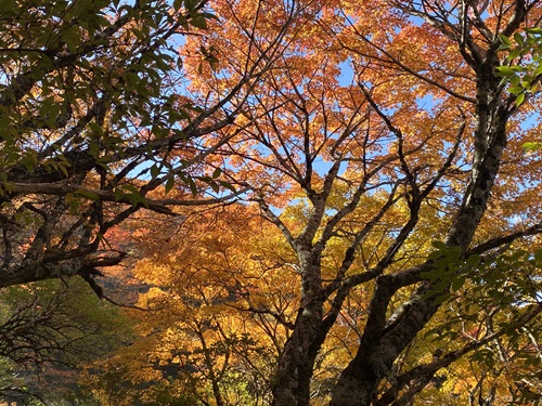 剣山登山道を覆うような紅葉