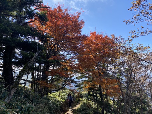 剣山遊歩道の登山道