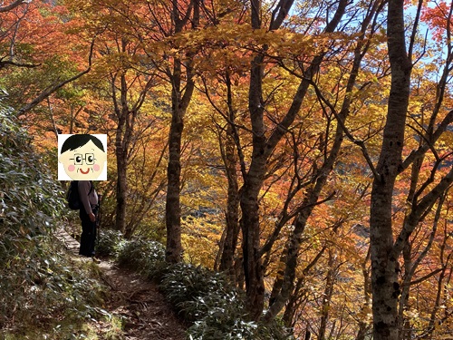 剣山遊歩道で紅葉に包まれる夫さん