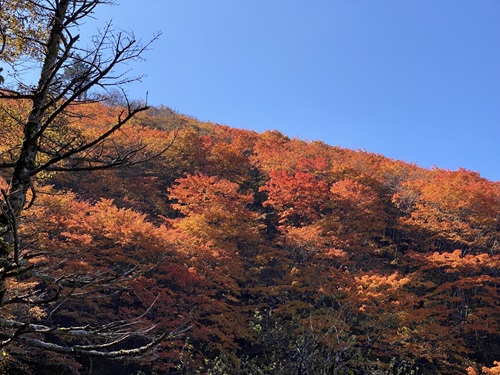 剣山登山道から見る山の斜面の紅葉