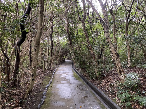 足摺岬遊歩道の木に囲まれた道