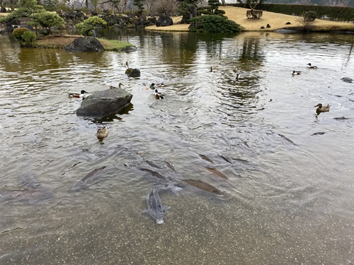 本願荘巌の庭に池で餌を食べる鴨と鯉