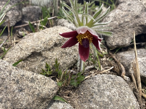 平尾台のオキナグサの花