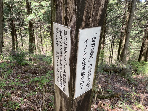 八面山の山道にあるクイズイノシシ編