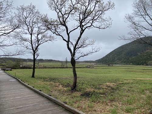 タデ原湿原と木道