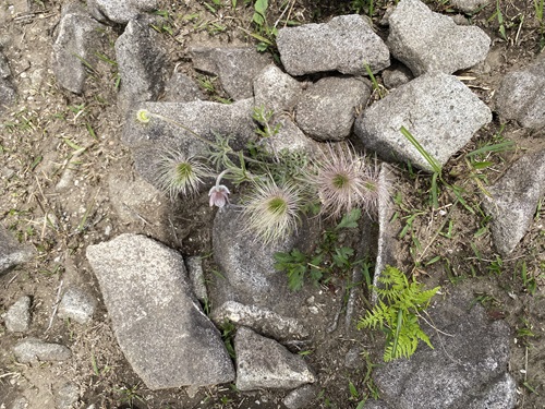 平尾台のオキナグサの花の後