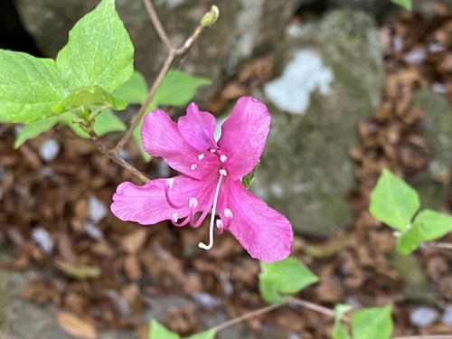 小さなピンクの花の拡大