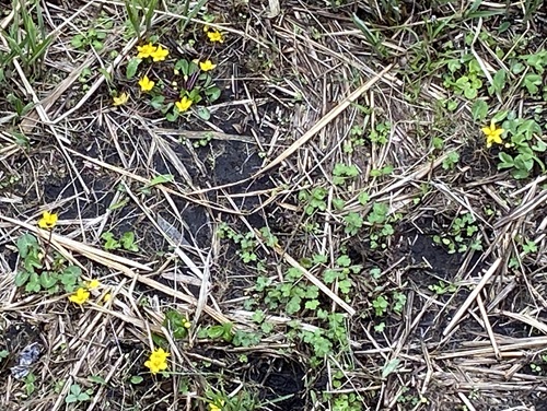 タデ原湿原に咲く黄色の花