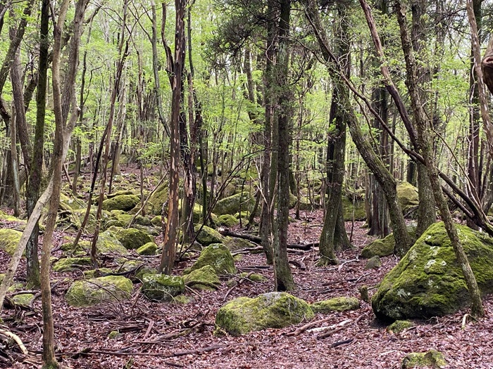 タデ原湿原の苔むした岩と木々