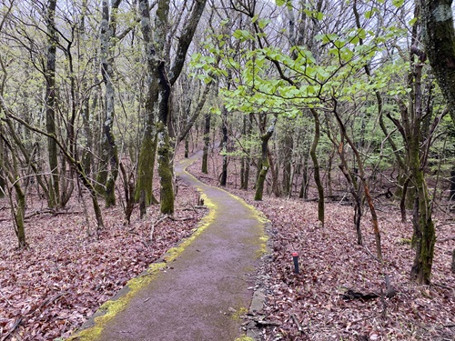 タデ原湿原の木々に囲まれた道