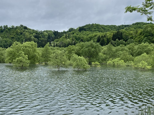 水面が風に乱れる白川湖水没林