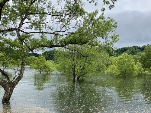 白川湖水没林の水没している様子