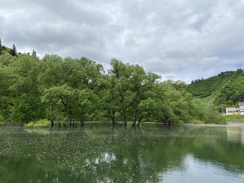 白川湖水没林の広い遠景