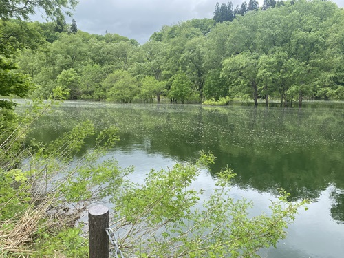 広い白川湖水没林