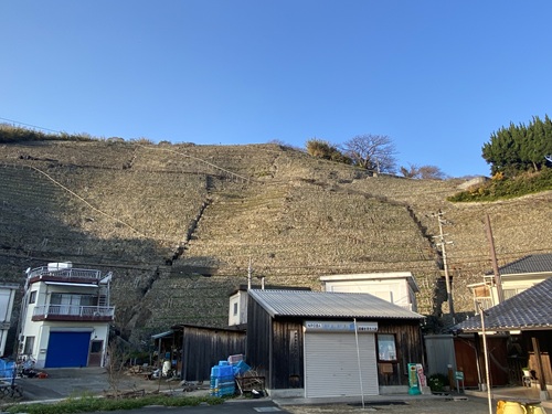 遊子水荷浦の住宅の裏に段畑が迫る風景