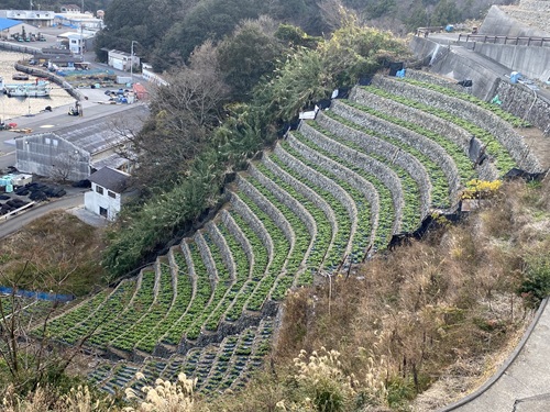 遊子水荷浦の幾重にも重なった段畑を見下ろす風景