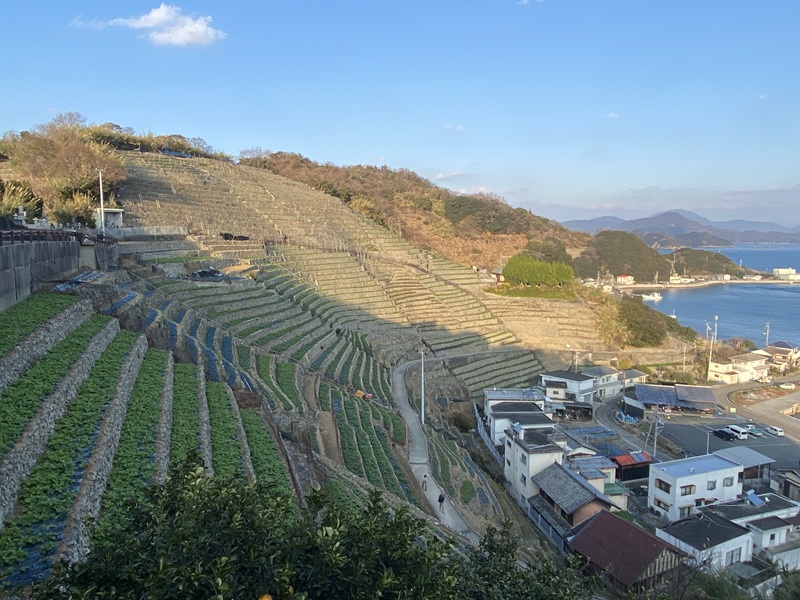 遊子水荷浦の段畑の遠景