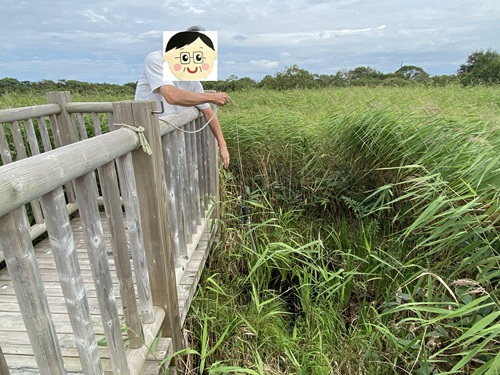 下サロベツ原野園地でヤチマナコにある長い棒をさしてみた夫さん