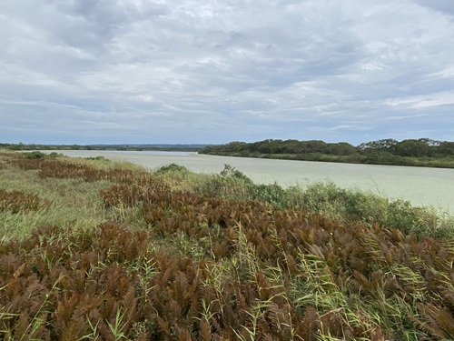 下サロベツ原野園地の長沼