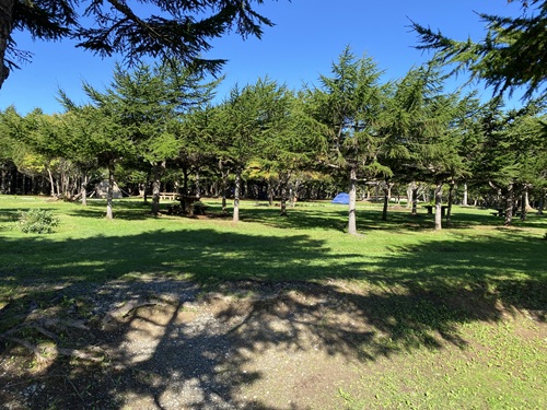 沢山の木々のある稚内森林公園キャンプ場のフリーサイト