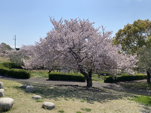 道の駅小豆島オリーブ公園内の桜