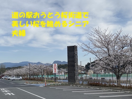 道の駅おおとう桜街道で美しい桜を眺めるシニア夫婦