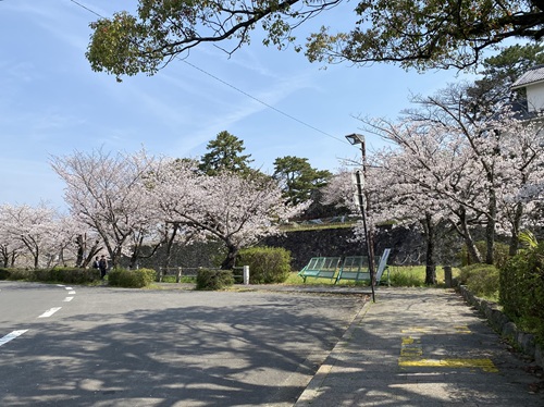 周りに桜が咲く島原城への道