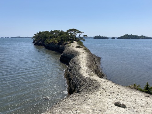 松島の牛の背
