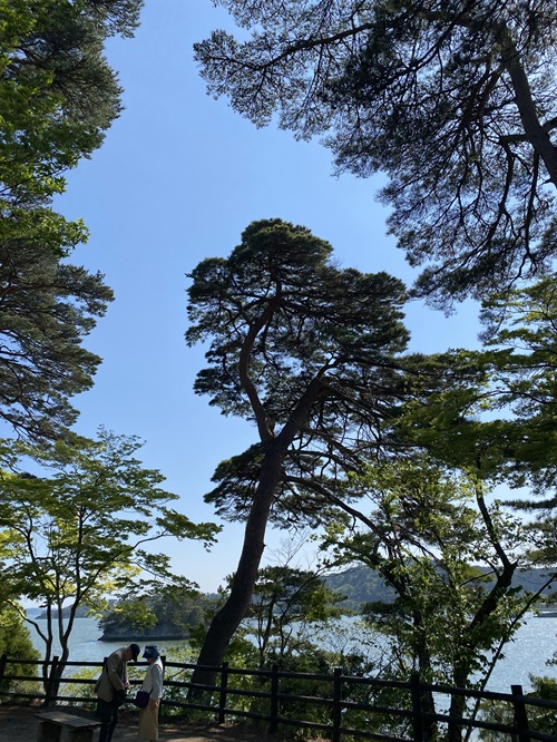 福浦島内の大きな木々