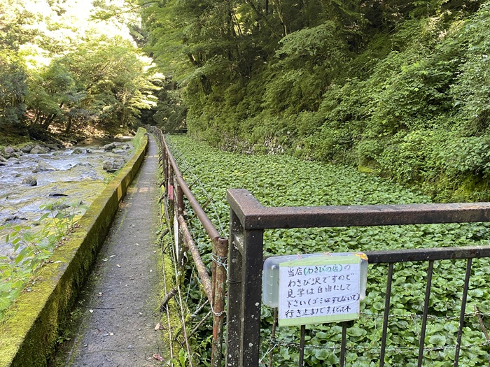 浄蓮の滝の流れの横にあるわさび田