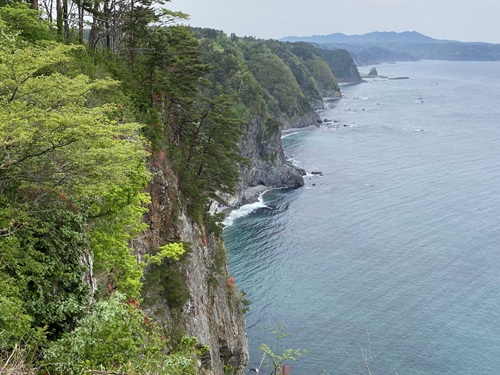 鵜の巣断崖の赤いツツジが咲く断崖