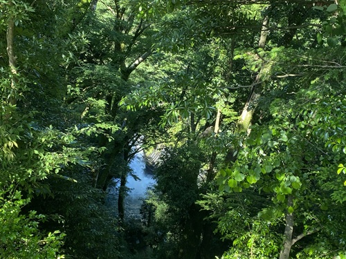木々に覆われて少し見える浄蓮の滝
