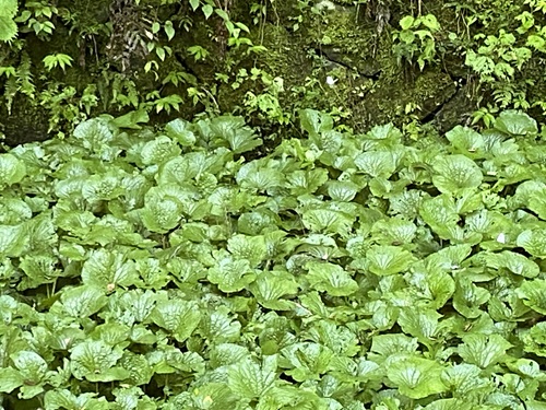 わさび田の緑あざやかな様子