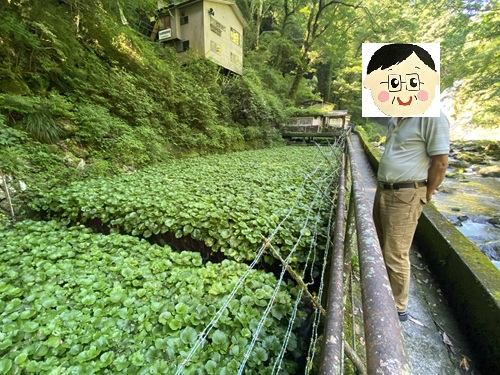 浄蓮の滝のわさび田に魅入る夫さん