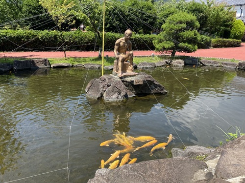 土肥金山の金の鯉