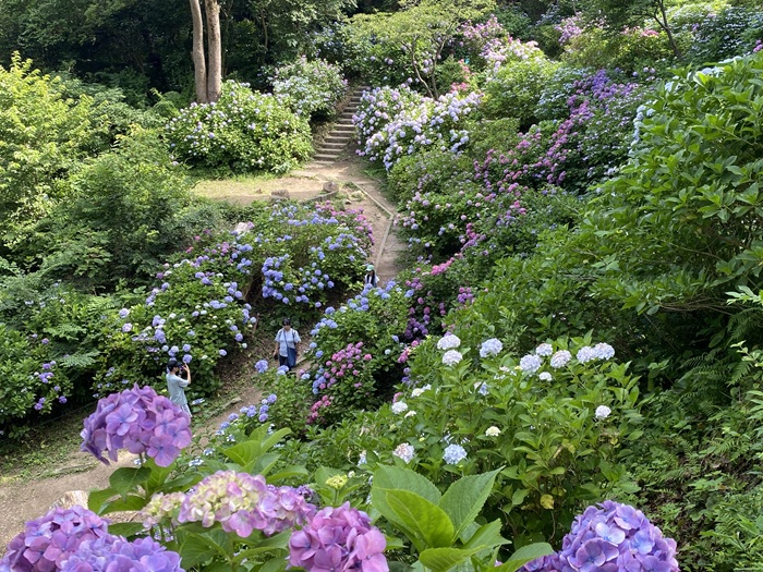 下田公園のアジサイ