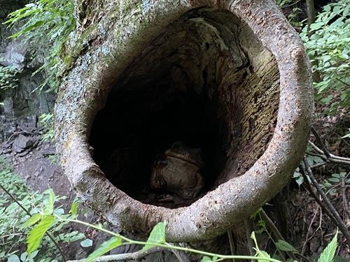布引観音参道途中の木の洞に中にいるカエル