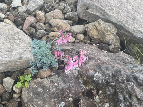 たぶんコマクサと思われる花